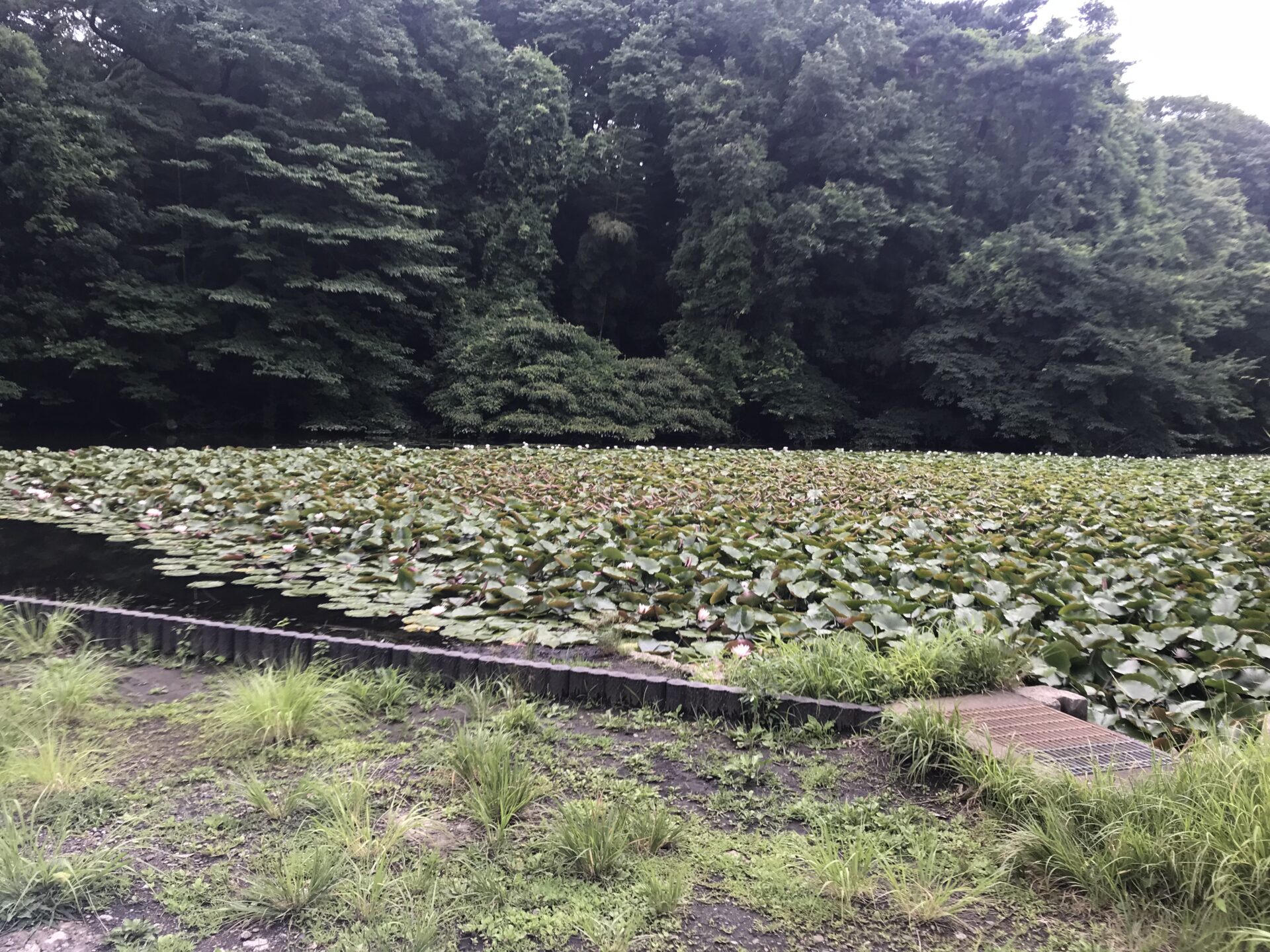 石神井公園に行ってきました 地質調査 土壌汚染調査 土壌地下水浄化の興亜開株式会社